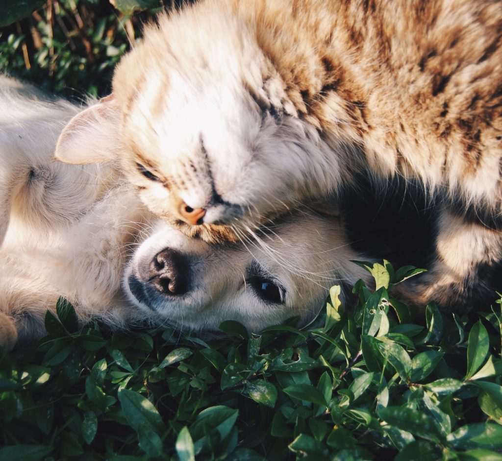 Perros y gatos se benefician de las jornadas de esterilización gratis en bogota